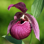 cypripedium tibeticum