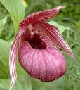 Cypripedium Eurasia