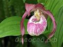 Cypripedium Aki