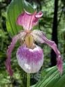 Cypripedium Aki