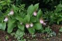 Cypripedium Aki