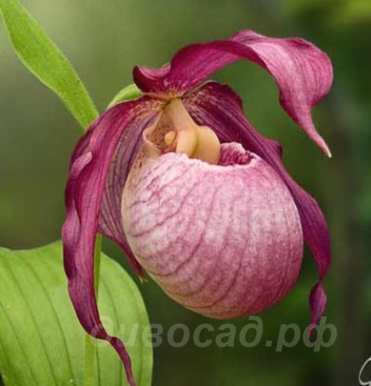 ����������� 'Cleo Pinkepank' 