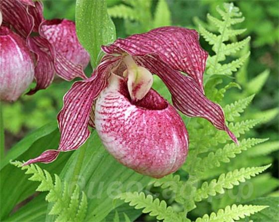 ����������� 'Lucy Pinkepank'