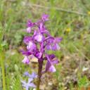 Orchis morio 