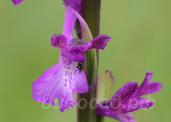 Orchis palustris 