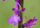 Orchis palustris 