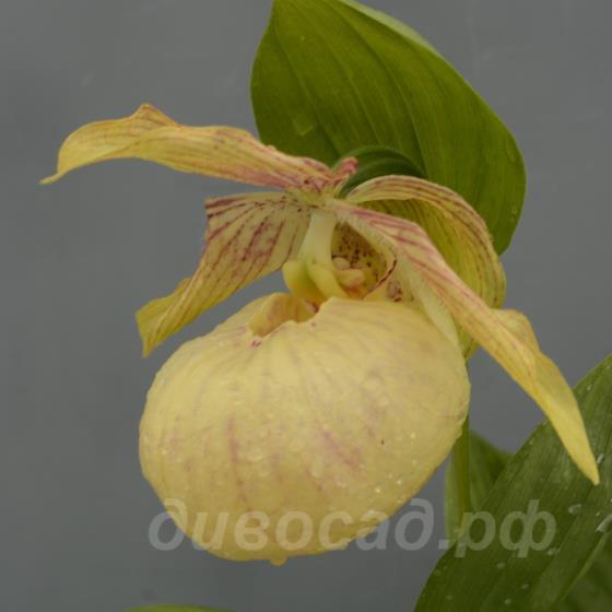 ����������� Jimmy orange (fasciolatum x rebunense)