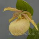 ����������� Jimmy orange (fasciolatum x rebunense)