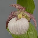 ����������� Iwahim (fasciolatum x speciosum)