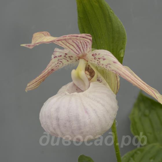 ����������� Pluto (fasciolatum x franchetii)