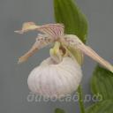 ����������� Pluto (fasciolatum x franchetii)