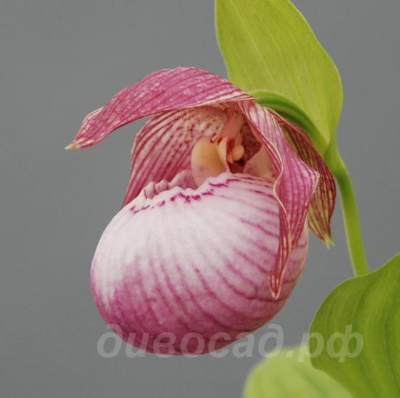 Циприпедиум Sabine (fasciolatum x macr.) Циприпедиум Sabine (fasciolatum x macr.)