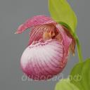 ����������� Sabine (fasciolatum x macr.)