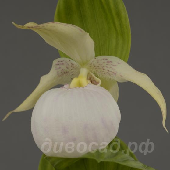 ����������� Sabine light (fasc. x macr.)