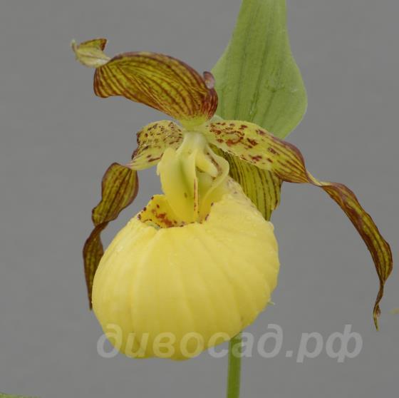 ����������� Sunny (fasciol. x calceolus)
