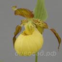 ����������� Sunny (fasciol. x calceolus)