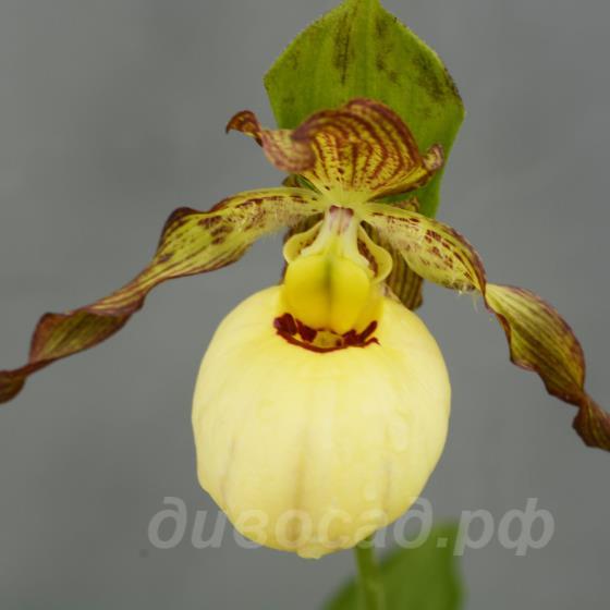 ����������� Victoria (pubescens x fasciolatum)