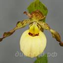 ����������� Victoria (pubescens x fasciolatum)