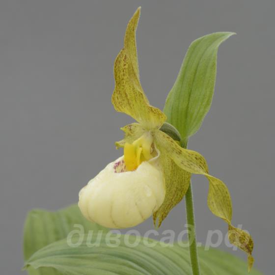 ����������� Ulli (pubescens x cordigerum)