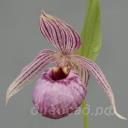 ����������� cordigerum x tibeticum 