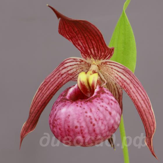 ����������� cordigerum x hotei 