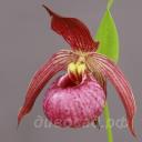 ����������� cordigerum x hotei 