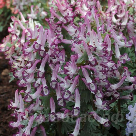 Corydalis solida �Bilbo�