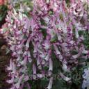 Corydalis solida �Bilbo�