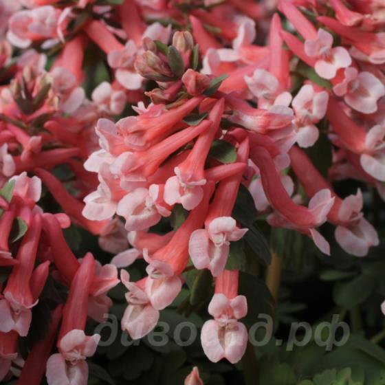Corydalis solida �Falls of Nimrodel�