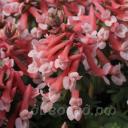 Corydalis solida �Falls of Nimrodel�