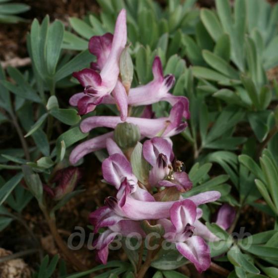 Corydalis solida �Journey's End�