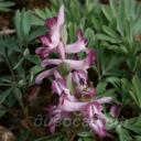 Corydalis solida �Journey's End�