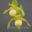 cypripedium Ursel