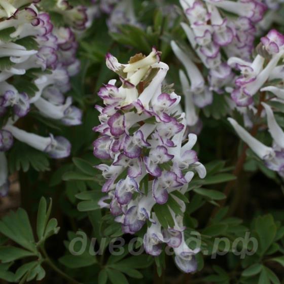 Corydalis solida subsp. solida 'Merlin'