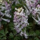 Corydalis solida subsp. solida 'Merlin'