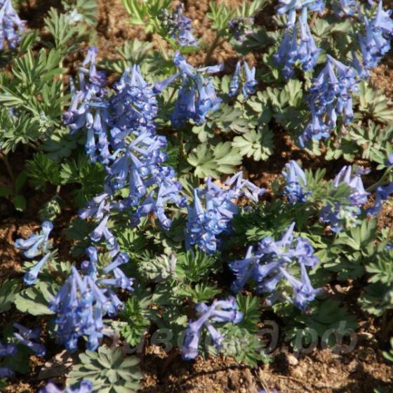 Corydalis turtschaninovii 