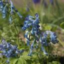 Corydalis turtschaninovii 