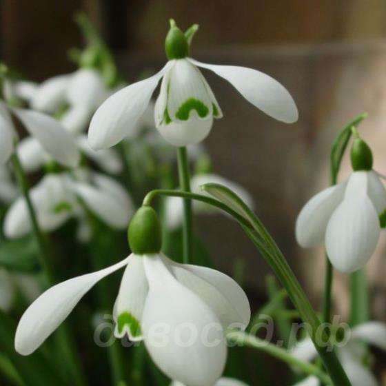 Galanthus S. Arnott