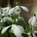 Galanthus S. Arnott