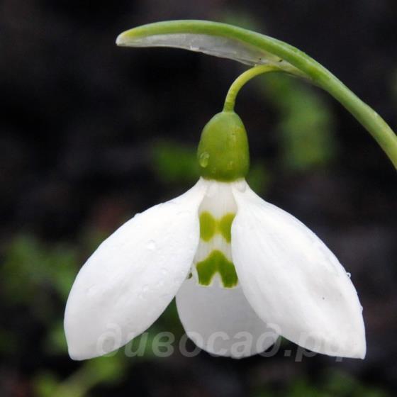 Galanthus 'Grumpy'