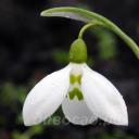 Galanthus 'Grumpy'