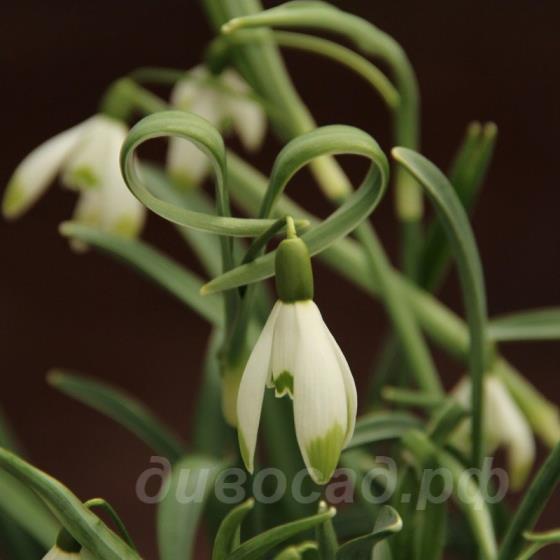 Galanthus 'Warei'