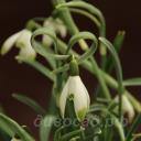 Galanthus 'Warei'
