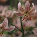 Lilium 'Pink Morning'