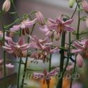 Lilium 'Pink Morning'