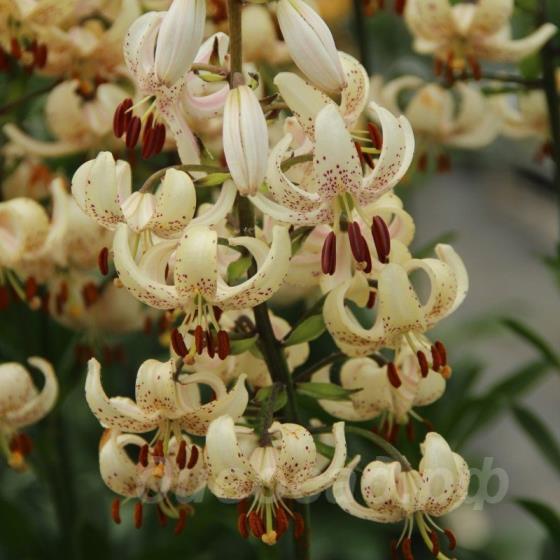 Lilium martagon var. albiflorum