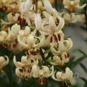 Lilium martagon var. albiflorum