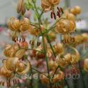 Lilium 'Peppard Gold'