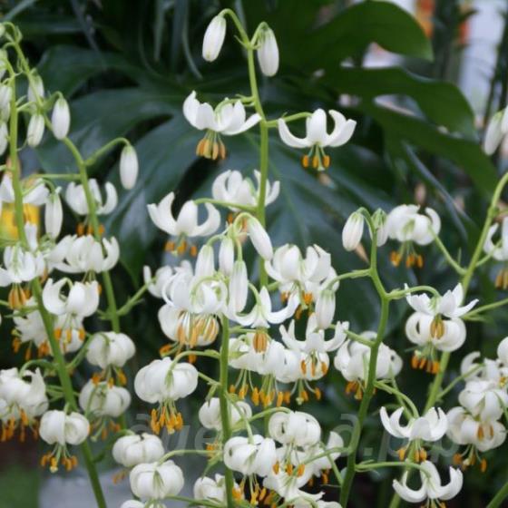 Lilium martagon var. album