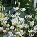 Lilium martagon var. album